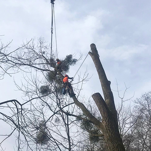 Renker Forstbetrieb GmbH - Post auf Instagram